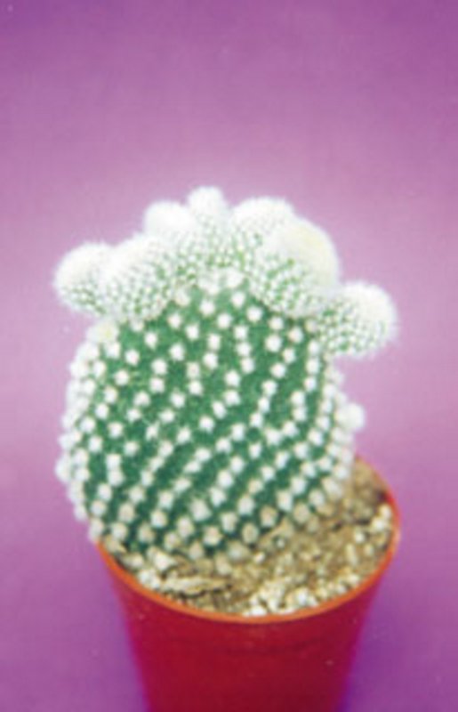 Opuntia Microdasys Albispina.jpg